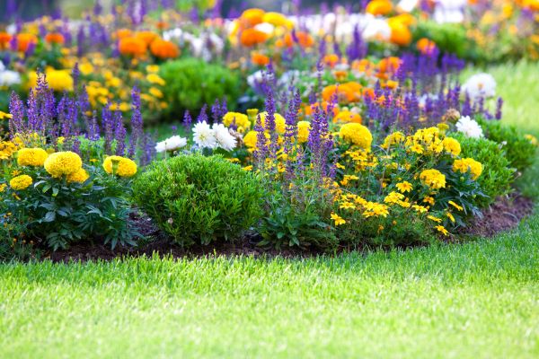 Flower Bed Maintenance in Torrance