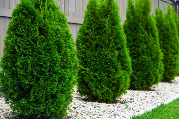 Arborvitae Planting in Torrance