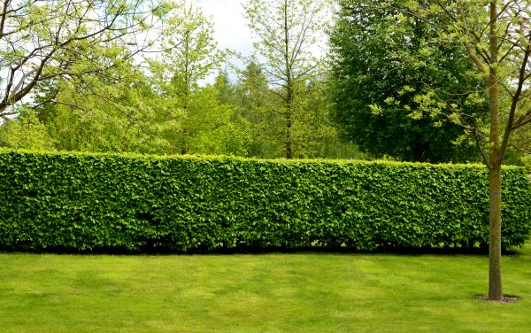 Hedge Planting in Torrance