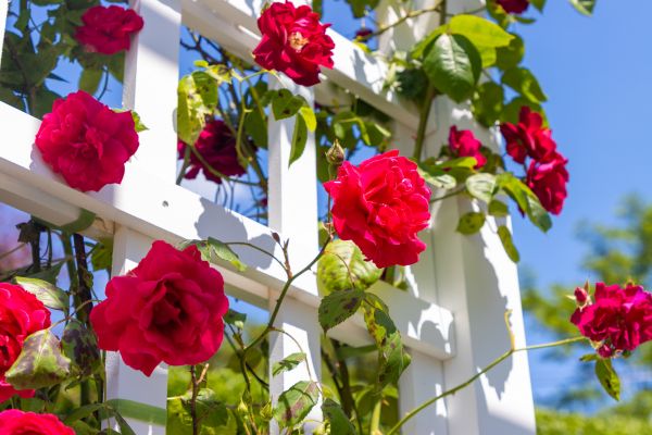 Home Gardening Service in Torrance