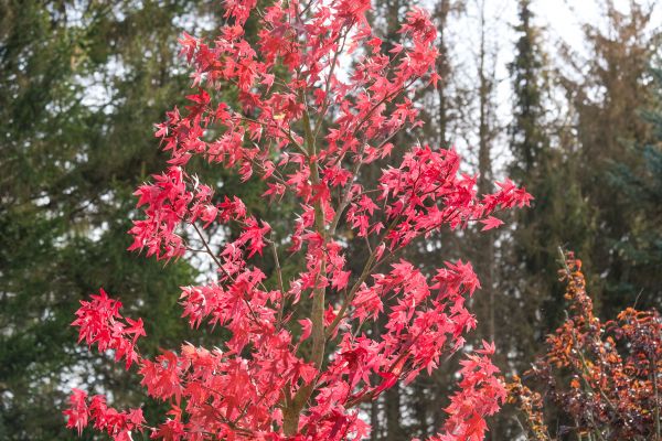 Japanese Maple Planting in Torrance