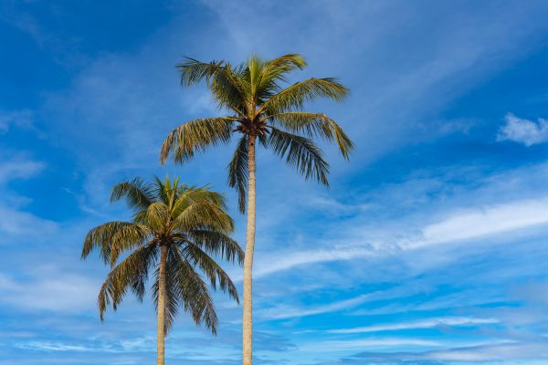 Palm Tree Planting in Torrance