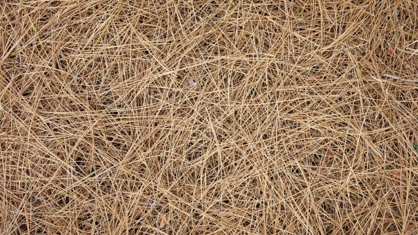 Pine Needles Delivery in Torrance