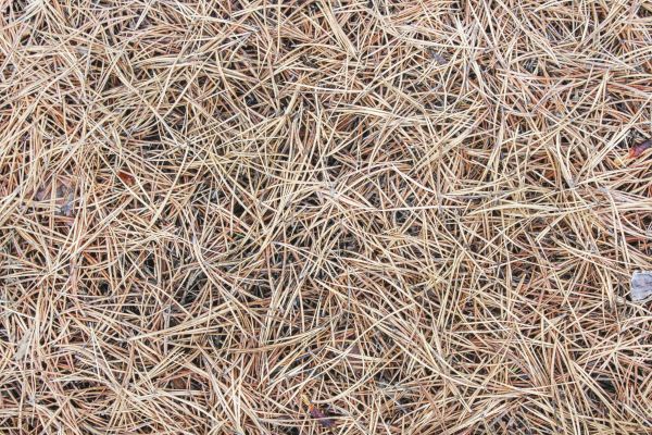 Pine Straw Installation in Torrance