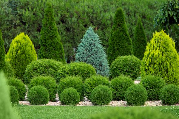 Shrub Installation in Torrance