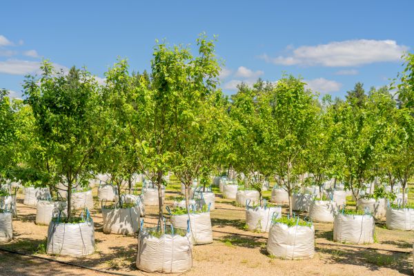 Tree Planting Service in Torrance