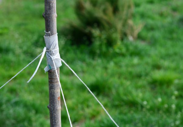 Tree Staking Service in Torrance