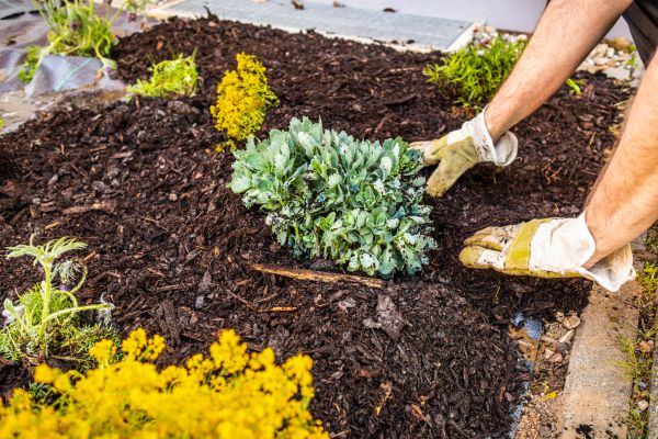 Weeding And Mulching in Torrance