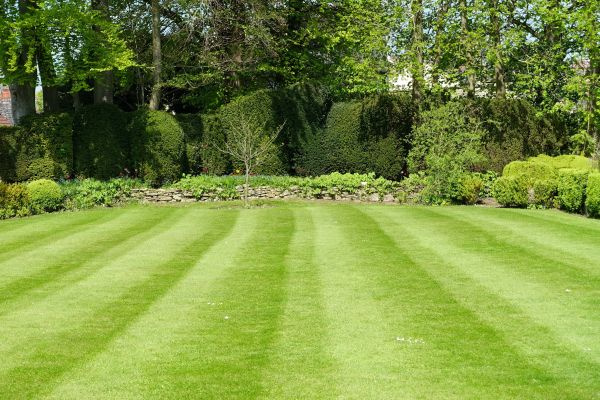Lawn Renovation in Torrance