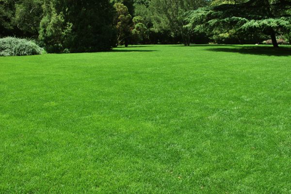 Lawn Landscaping in Torrance