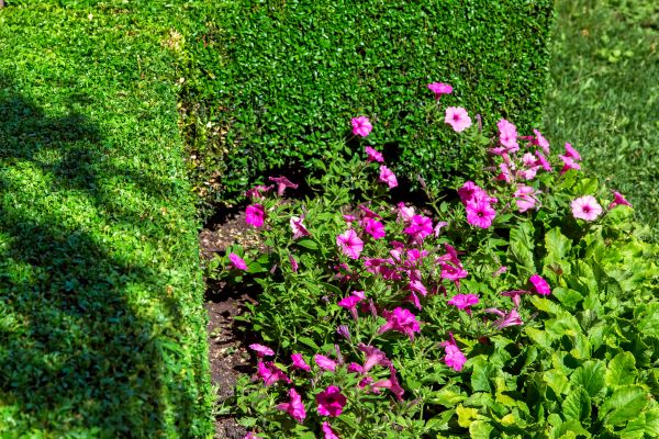 Softscaping Service in Torrance