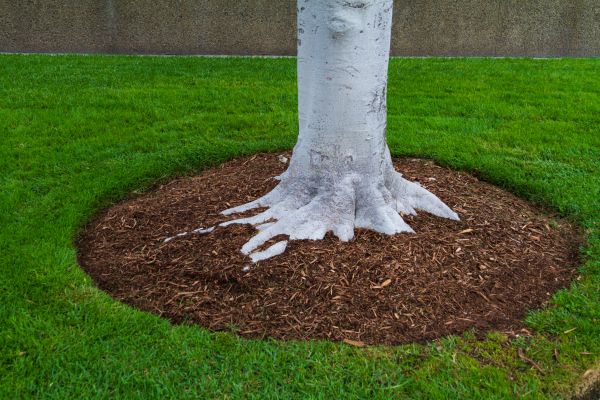 Brown Mulch Installation in Torrance