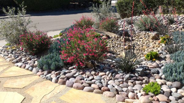 Xeriscape Landscaping in Torrance