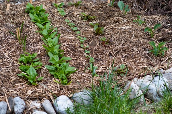 Mulch Service in Torrance