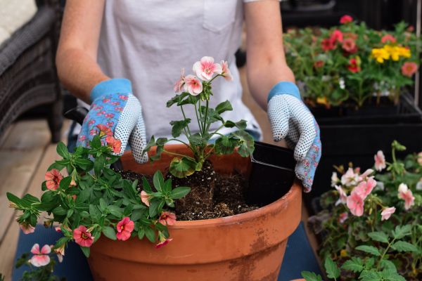 Plant Care Service in Torrance