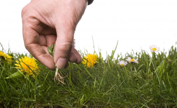 Lawn Weeding in Torrance