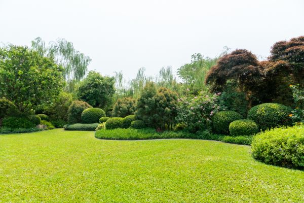 Tree Landscaping in Torrance