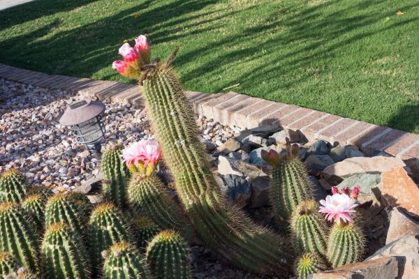 Desert Landscaping in Torrance