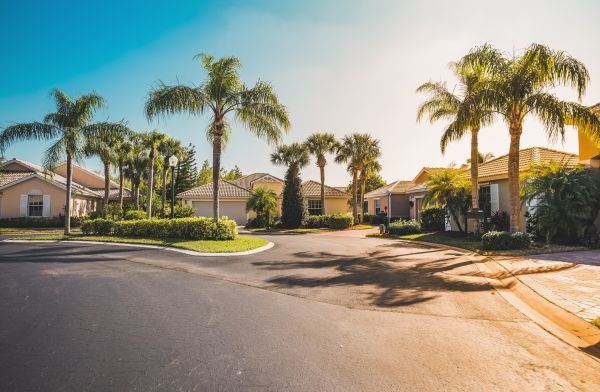 Palm Tree Landscaping in Torrance