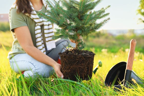 Spruce Tree Planting in Torrance