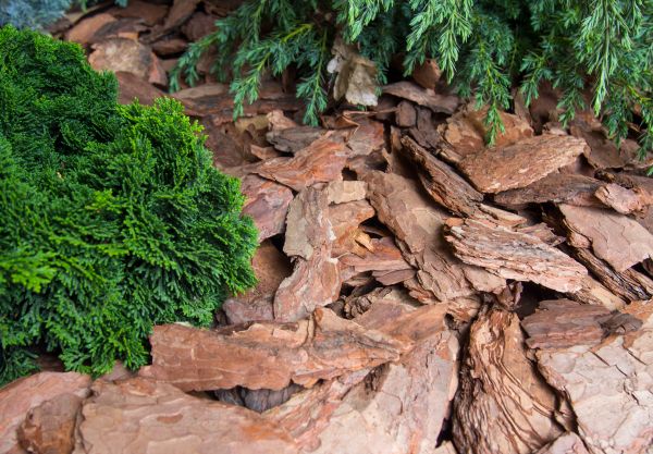 Pine Bark Installation in Torrance