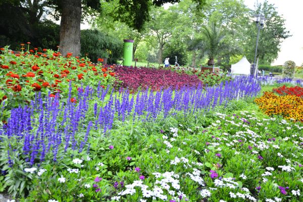 Perennials Planting in Torrance