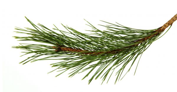 Pine Needles Installation in Torrance