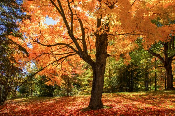 Maple Tree Planting in Torrance