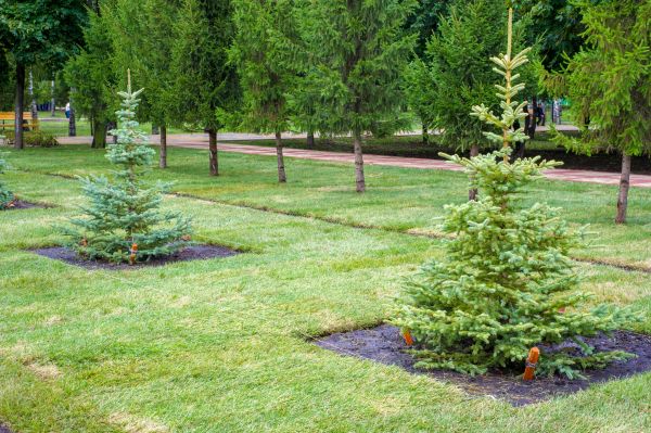 Privacy Trees Planting in Torrance