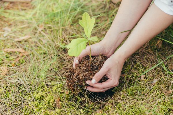 Oak Tree Planting in Torrance