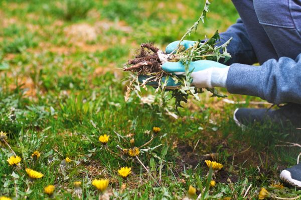 Flower Bed Clearing in Torrance