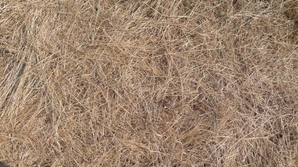 Pine Straw Replacement in Torrance
