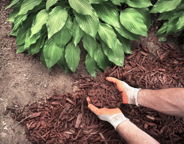 Bark Spreading in Torrance