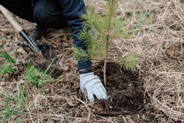 Pine Tree Planting in Torrance