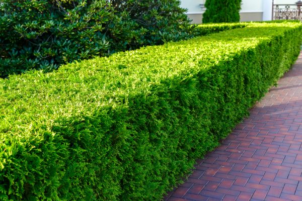 Hedge Installation in Torrance