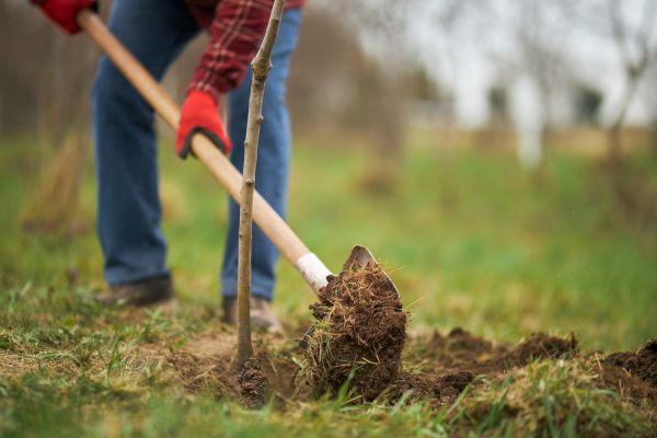 Trees Planting in Torrance