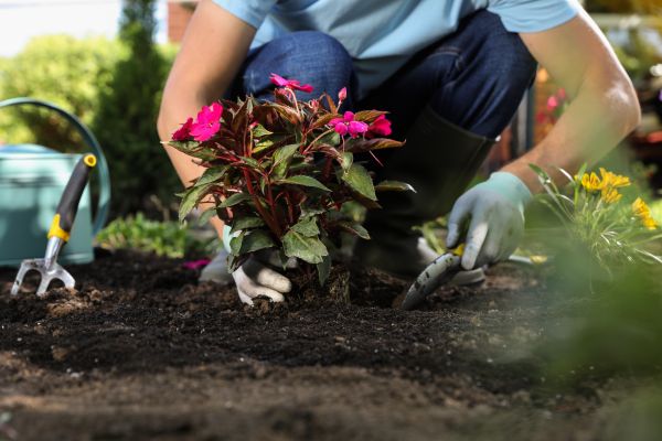 Plant Replacement in Torrance