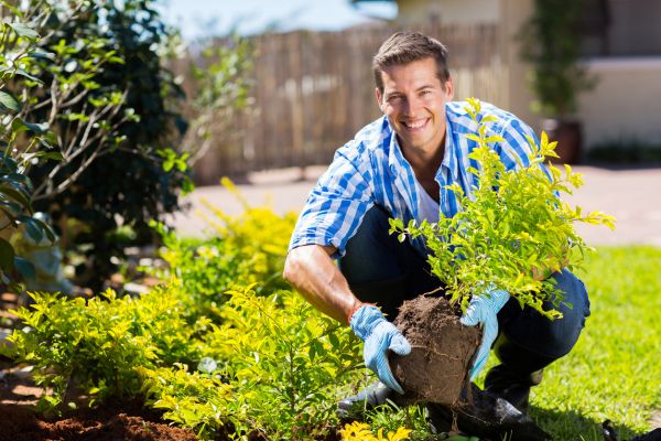 Shrub Landscaping in Torrance