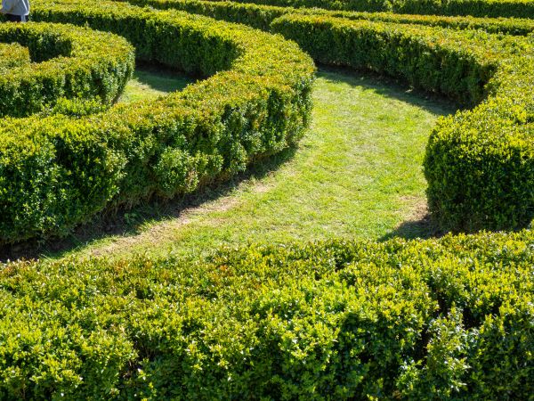 Bush Landscaping in Torrance