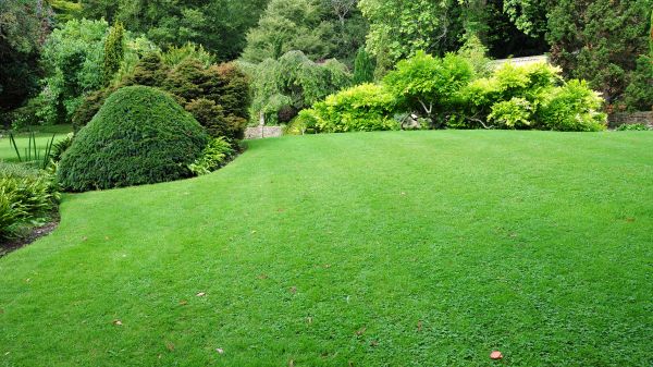 Commercial Landscape Design in Torrance