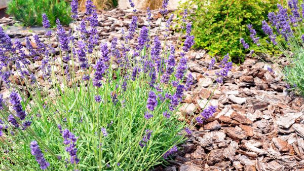 Pine Bark Landscaping in Torrance