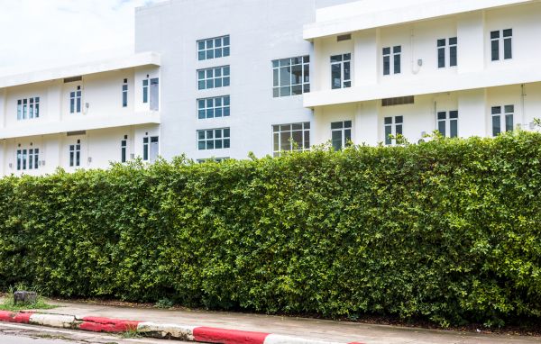 Privacy Landscaping in Torrance