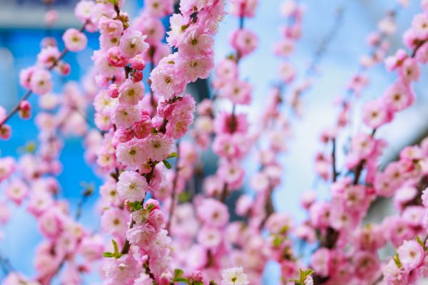 Japanese Cherry Tree Planting in Torrance