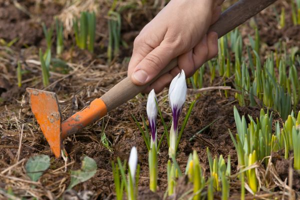 Flower Garden Weeding in Torrance