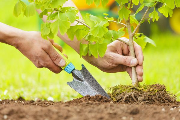 Fruit Tree Planting in Torrance