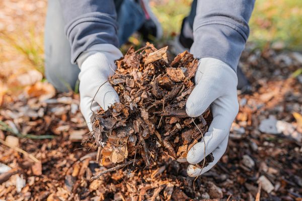 Shredded Mulch Installation in Torrance