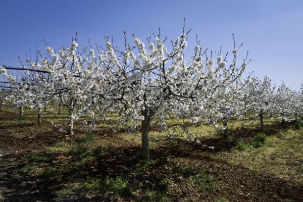 Orchard Planting in Torrance