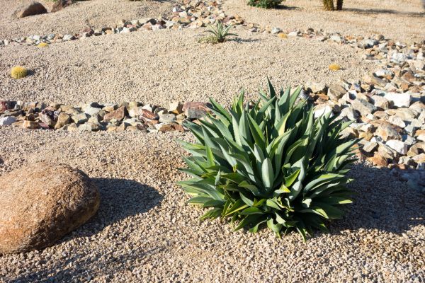 Xeriscaping Service in Torrance