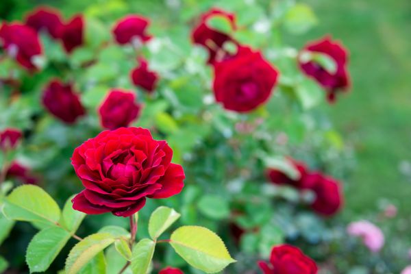 Rose Planting in Torrance