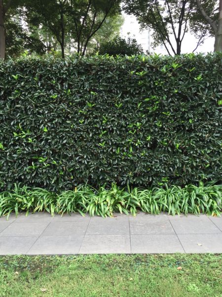 Privacy Shrub Planting in Torrance